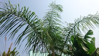 Palm Tree Care Tips [upl. by Adnawat]