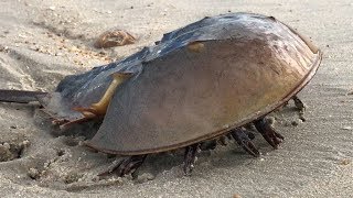 Horseshoe Crab walking on the Beach [upl. by Gerek]