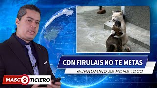 Con Firulais No te Metas 😡 Gatos defendiendo a Perros  Mascoticiero [upl. by Ewart]