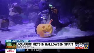 Spooky season in full swing at Shreveport Aquarium [upl. by Cristobal941]