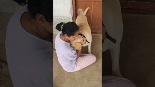 Rio hugs me and says sorry😔 for his mistake🥺dhanush thiruchitrambalam dogshorts labrador [upl. by Belamy]