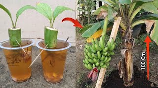 Remarkable Skill how to grow Banana from banana fruit with water [upl. by Theodora]