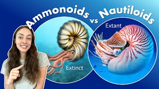 Why Ammonoids Went Extinct at the End Cretaceous While Nautiloids Survived GEO GIRL [upl. by Nosloc973]