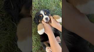 Meet this adorable snuggly Bernese 💜 Comment below if you would love her home 🏡 bernese [upl. by Tram]