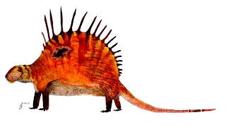 Paleo Profile  Dimetrodon [upl. by Comfort]