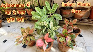 Aglaonema में यह 2 काम तुरंत करो Indoor airpurifier plants winter care [upl. by Orlene317]