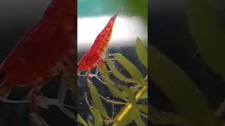 මගේ අලුත් cherry shrimp [upl. by Beryl]