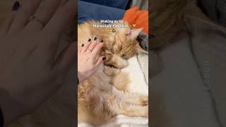 🔊Confused ✨Marmalade Floof✨🧡🙀 His weird sounds 🙊 funnycat mainecoon [upl. by Metts]