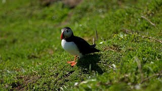 ITV Wales at Six  Skomer Islands Puffins [upl. by Ahsieuqal]