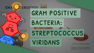 Gram Positive Bacteria Streptococcus viridans [upl. by Atthia]