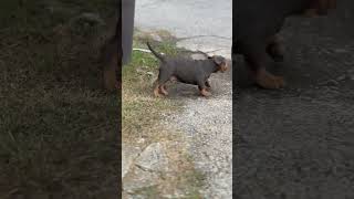 4pf Paymaster Bloodlime americanbully subscribe [upl. by Enetsirk]