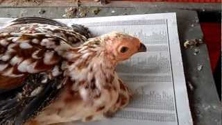 Guinea Fowl  Chicken Hybrid [upl. by Aihc]