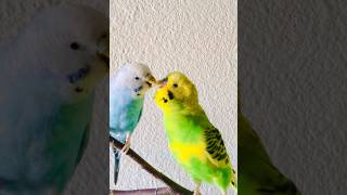 Happy budgies sound and singing for his love ❤️ 🥰 budgies parakeet parrot [upl. by Aihtak]