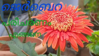 Jerabera plant care in malayalam [upl. by Adnert359]