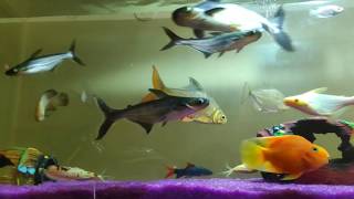 Care tips for Aquarium shark  How to care or maintain Iridescent shark [upl. by Sheff]