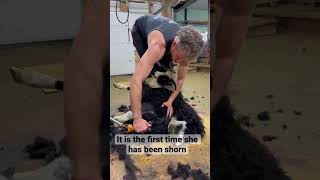 Shearing the sheepdog [upl. by Teresita]