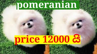 pomeranian dog price in sri lanka 67  pomeranian puppies sale in sri lanka  new pet LK [upl. by Arriaes]