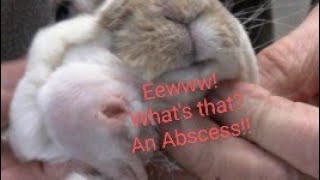 Aftercare of Rabbit Abscess Repost after editing [upl. by Namor]