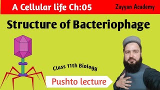 Structure of Bacteriophage  A Cellular life Ch05  Class 11th Biology  M Farooq [upl. by Wing]