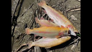 Lake Del Valle Chasing Lightning and Rainbow Trout [upl. by Siulesoj]