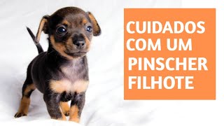 Como Cuidar De pinscher filhote PINSCHER MINIATURA FILHOTE CUIDADOS COM PINSCHERS FILHOTES [upl. by Averir]