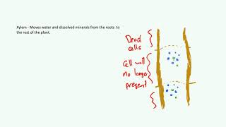 Transpiration and Translocation  AQA Biology B2 [upl. by Tabbatha630]