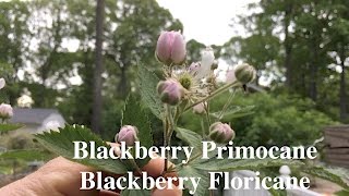 Blackberry Primocane Blackberry Floricane [upl. by Masera]