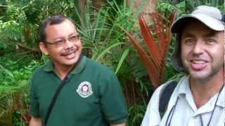 Entomophagy Collecting and Eating Red Palm Weevil Larvae from Nipa Palms in Sumatra Indonesia [upl. by Acisey435]