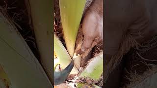 Coconut wine making first Step for beginners nativewine [upl. by Menon869]