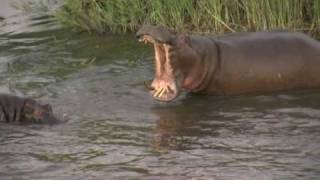 Old Hippo VS young Hippo Krugerpark [upl. by Sedda]