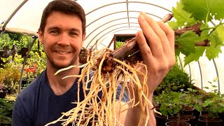 How to Grow GRAPE VINES from CUTTINGS Fast and Easy  Hardwood Cuttings of Grape Vines Propagation [upl. by Ahsiened549]