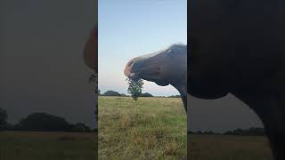 Retired Horse Enjoying Daily Belly Scratches [upl. by Sinegra]