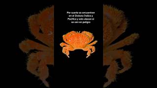 Cangrejos venenosos 🦀 animal mar cangrejo [upl. by Standush]