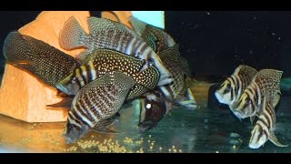 Altolamprologus Calvus Black Congo Wild [upl. by Asserat]