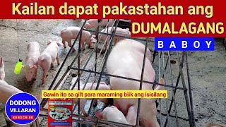 Kailan dapat pakastahan ang dumalagang baboy or Gilt  Dodong Villaran [upl. by Hpotsirhc]