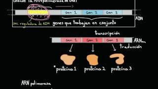 Operones y regulación génica en las bacterias  Biología  Khan Academy en Español [upl. by Ahsats]