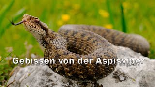 Erfahrungsbericht Kreuzotter amp Aspisviper  Giftschlangenbiss beim wandern in der Schweiz was tun [upl. by Doralynne]