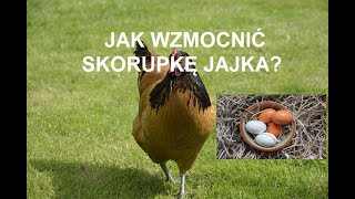 Odcinek 430 JAK WZMOCNIĆ SKORUPKĘ JAJKA DLACZEGO KURY ZNOSZĄ JAJKO ZE SŁABA SKORUPKĄ CO ROBIĆ [upl. by Twelve211]