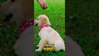 🐾 Puppy Training Basics Simple Commands Every Puppy Should Know 🐶 [upl. by Silirama648]