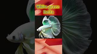 top 3 betta fish fighter fish out of the world part 4 [upl. by Telimay]