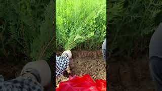 Planting of Platycladus arborvitae seedlings Arborvitae tree [upl. by Dympha]