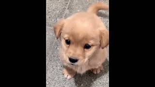 This adorable puppy will melt your heart [upl. by Yumuk]