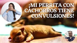 CONVULSIONES EN PERRAS CON CACHORROS RECIÉN NACIDOS [upl. by Eissirk]