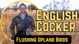 English Cocker  Flushing Upland Birds Introduction [upl. by Williamson]