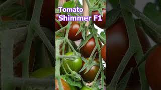 Tomato Shimmer F1 shorts [upl. by Etna]