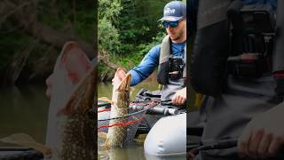 Gros brochet au leurre en rivière sauvage  peche fishing brochet fish [upl. by Thekla]