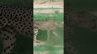 Top 8 Fastest Animals in the World Speed Showdown [upl. by Nywg]