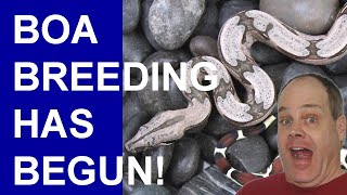 Boa Breeding has Begun and other Exciting Announcements [upl. by Loftus179]