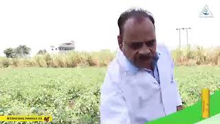 Use of IPL Bio fertilizers for tomato cropsHINDI [upl. by Amadeo]