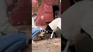 goat goatbusiness funnyanimals animals goatfarmbusiness goatlandfarm farming funnycreatures [upl. by Retrak726]